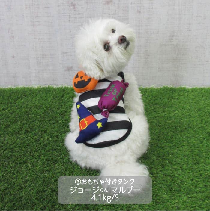 小型犬 ハロウィンコスチューム 選べる3種類 - 6