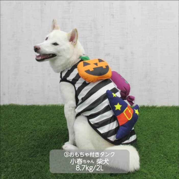 中型犬 ハロウィンコスチューム 選べる2種類 - 2