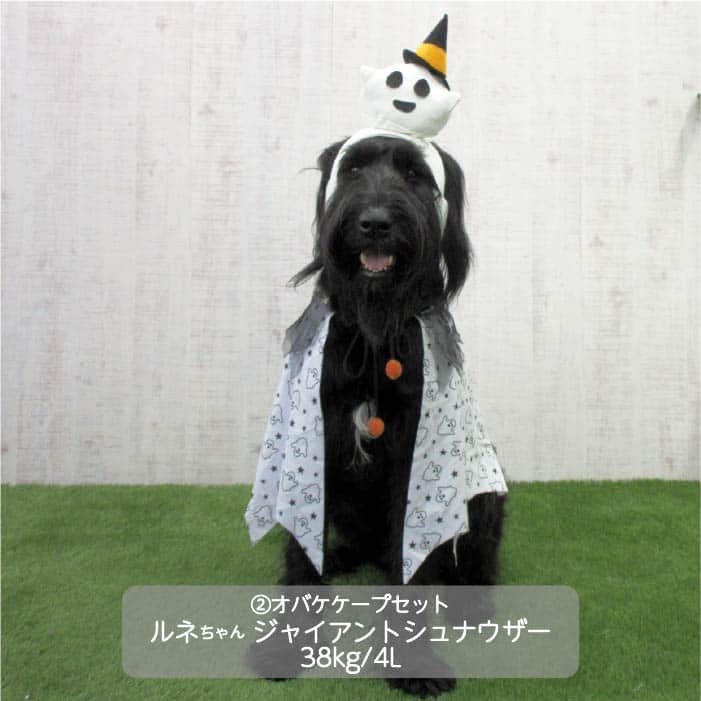 大型犬 ハロウィンコスチューム 選べる2種類 - 1