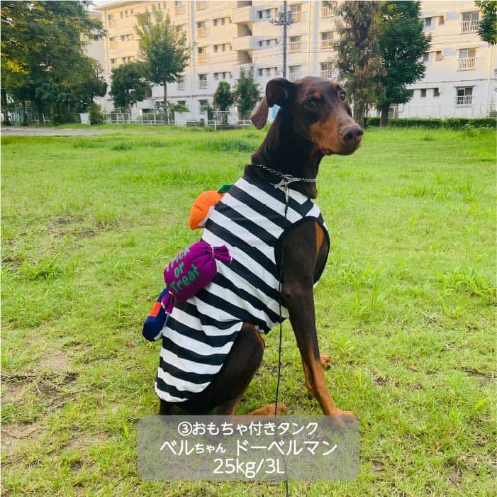 大型犬 ハロウィンコスチューム 選べる2種類 - 2