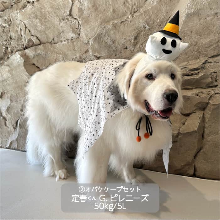 超大型犬 ハロウィンコスチューム 選べる2種類 - 1