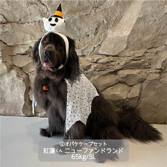 超大型犬 ハロウィンコスチューム 選べる2種類 - 2