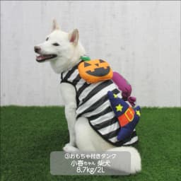 中型犬 ハロウィンコスチューム 選べる2種類 - サムネイル2