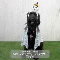 大型犬 ハロウィンコスチューム 選べる2種類 - サムネイル1