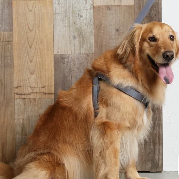 Solgra ナチュラルニットハーネス - 15