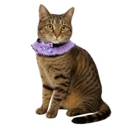 ANNA SUI 猫用リボン付シフォンプリーツシュシュ首輪 - サムネイル4