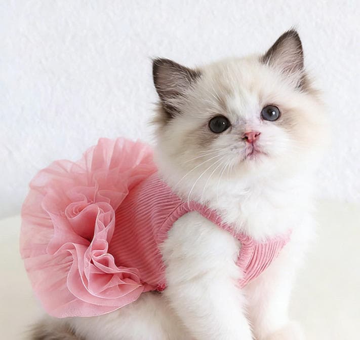 パステルサマーウェア